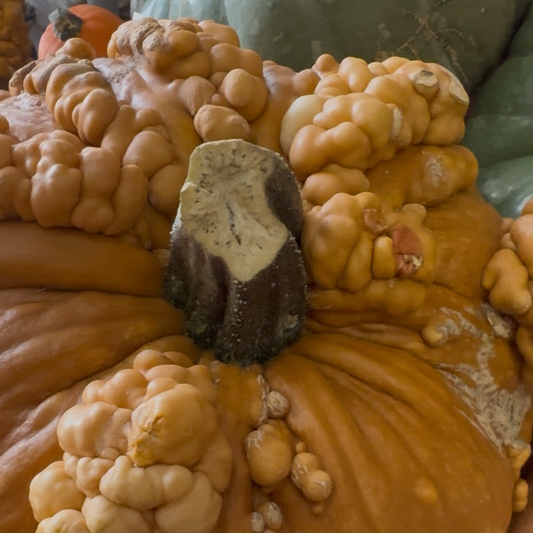 Pumpkin | Grizzly Bear