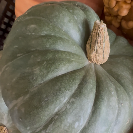 Pumpkin | Jade Knight