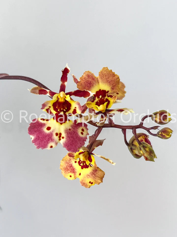 Orchids | Oncidium Tsiku Charlotte
