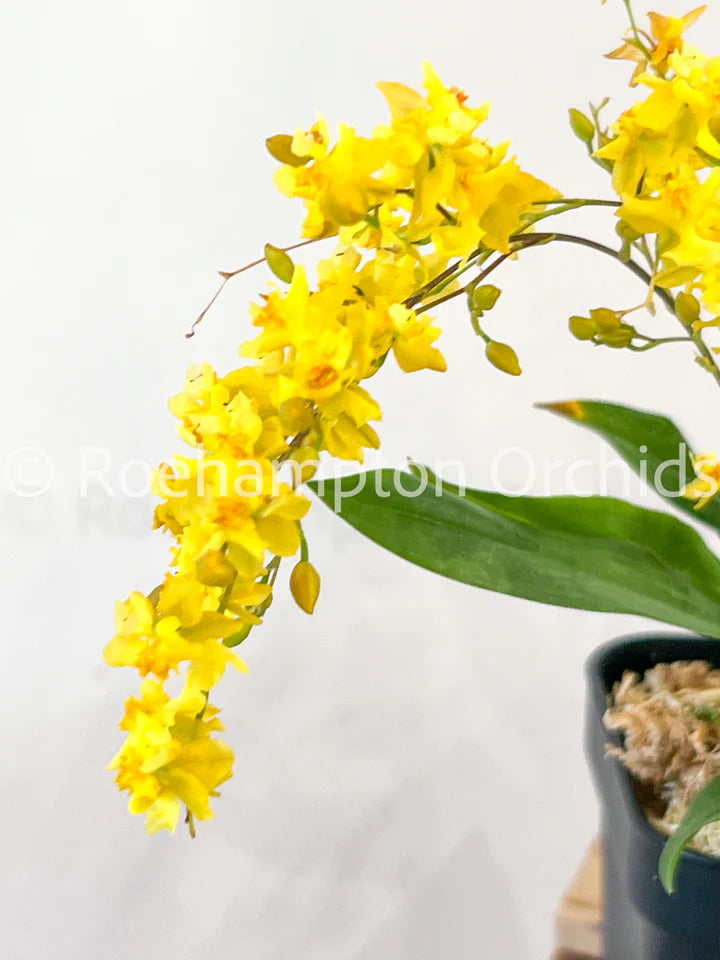 Orchids | Oncidium Twinkle 'Yellow Fantasy