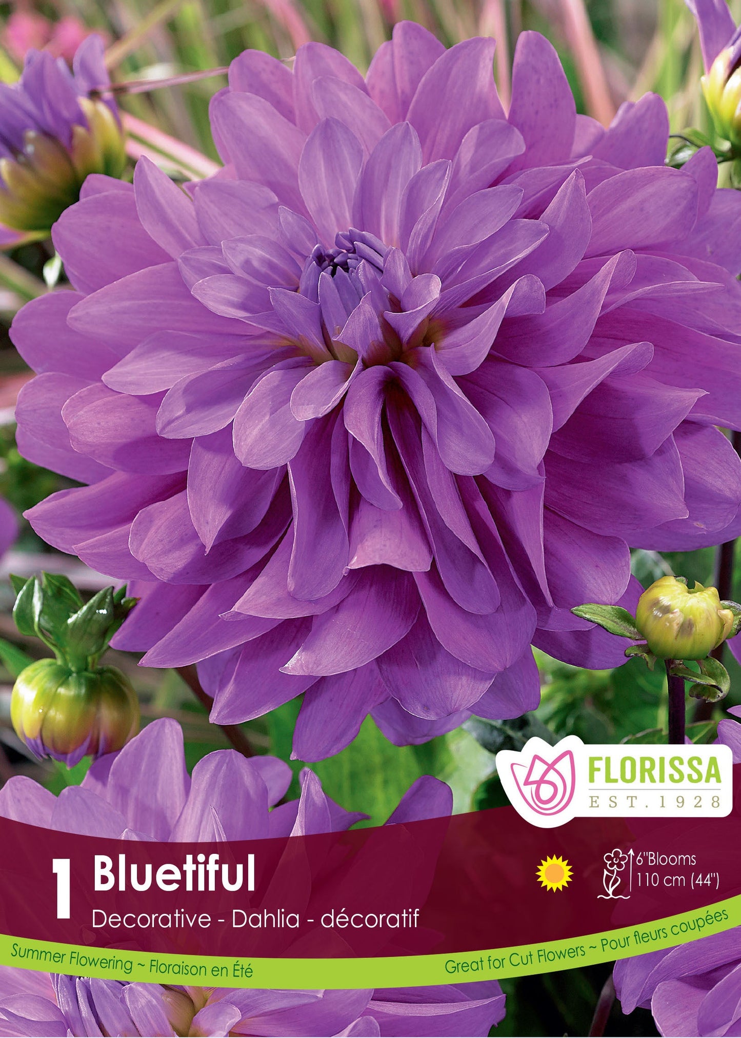 Dahlia Tubers | Bluetiful Decorative