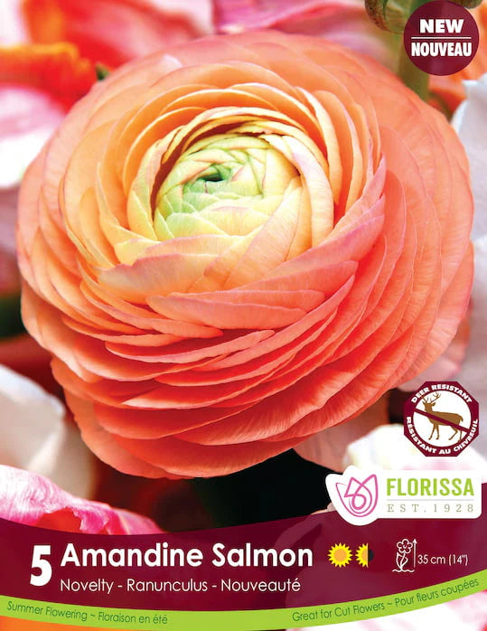 Ranunculus | Salmon