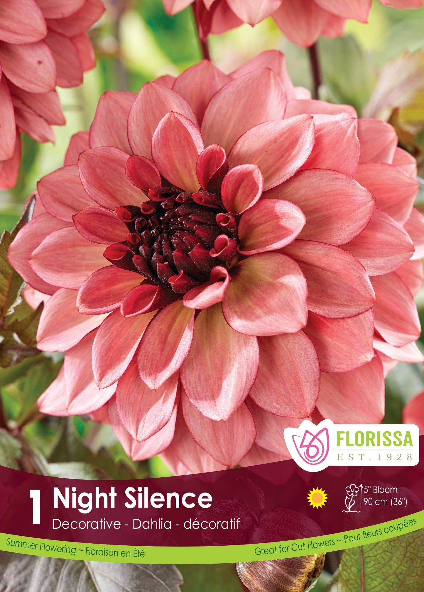 Dahlia Tubers | Night Silence