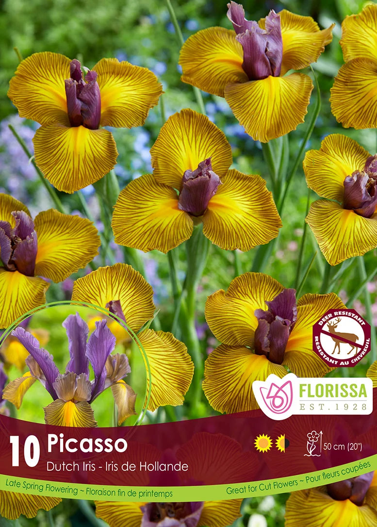 Iris | Dutch Picasso