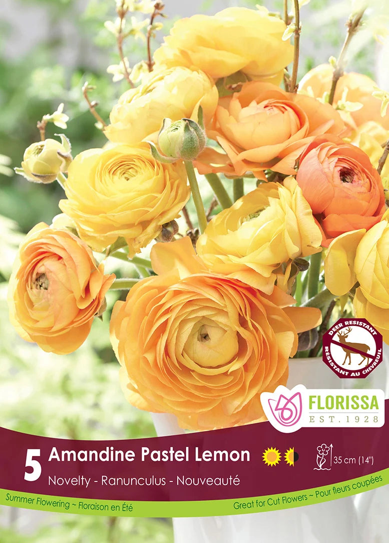 Ranunculus | Pastel Lemon