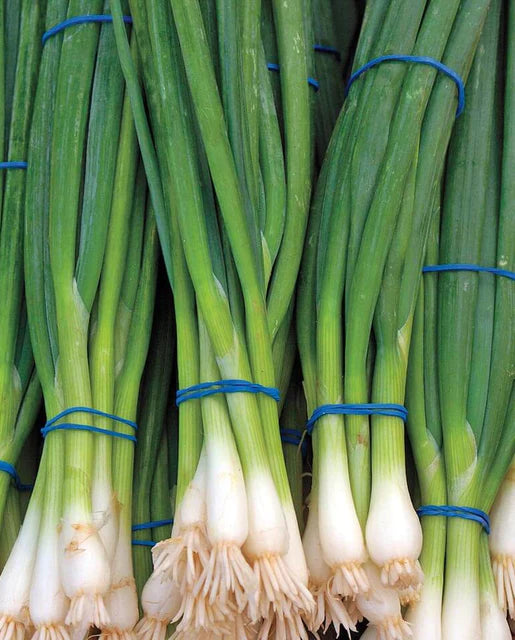 Seeds | Green Onion Ramrod