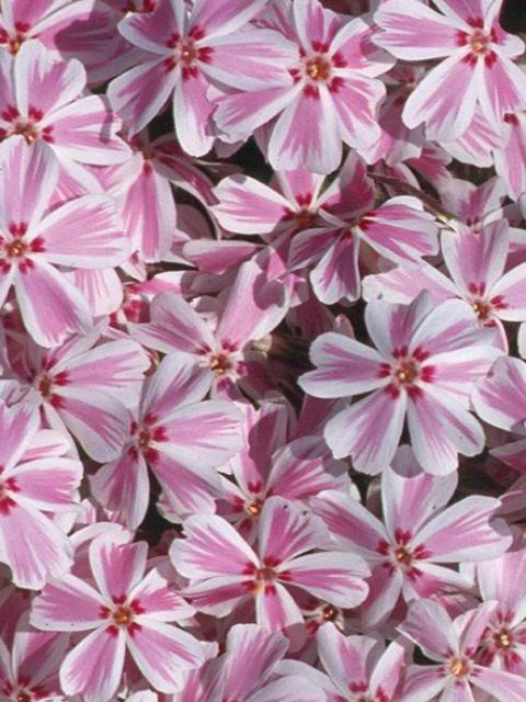 Phlox | Garden Seedling