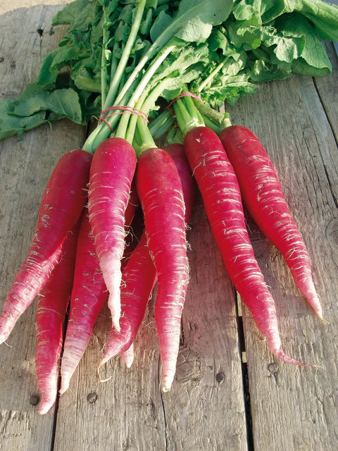 Seeds | Radish Ostergruss Rosa 2 Certified Organic
