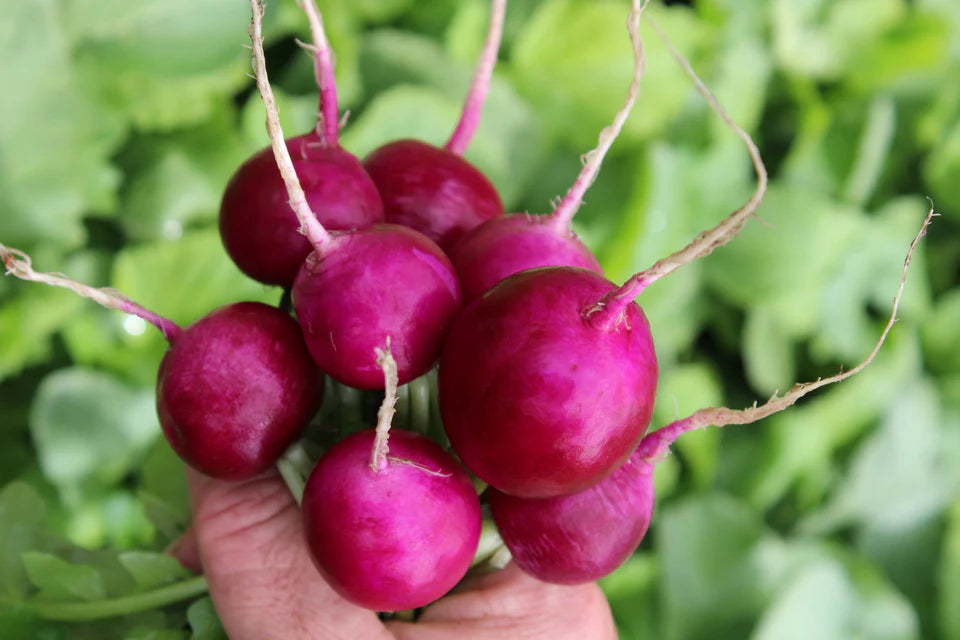 Seeds | Radish Purpura