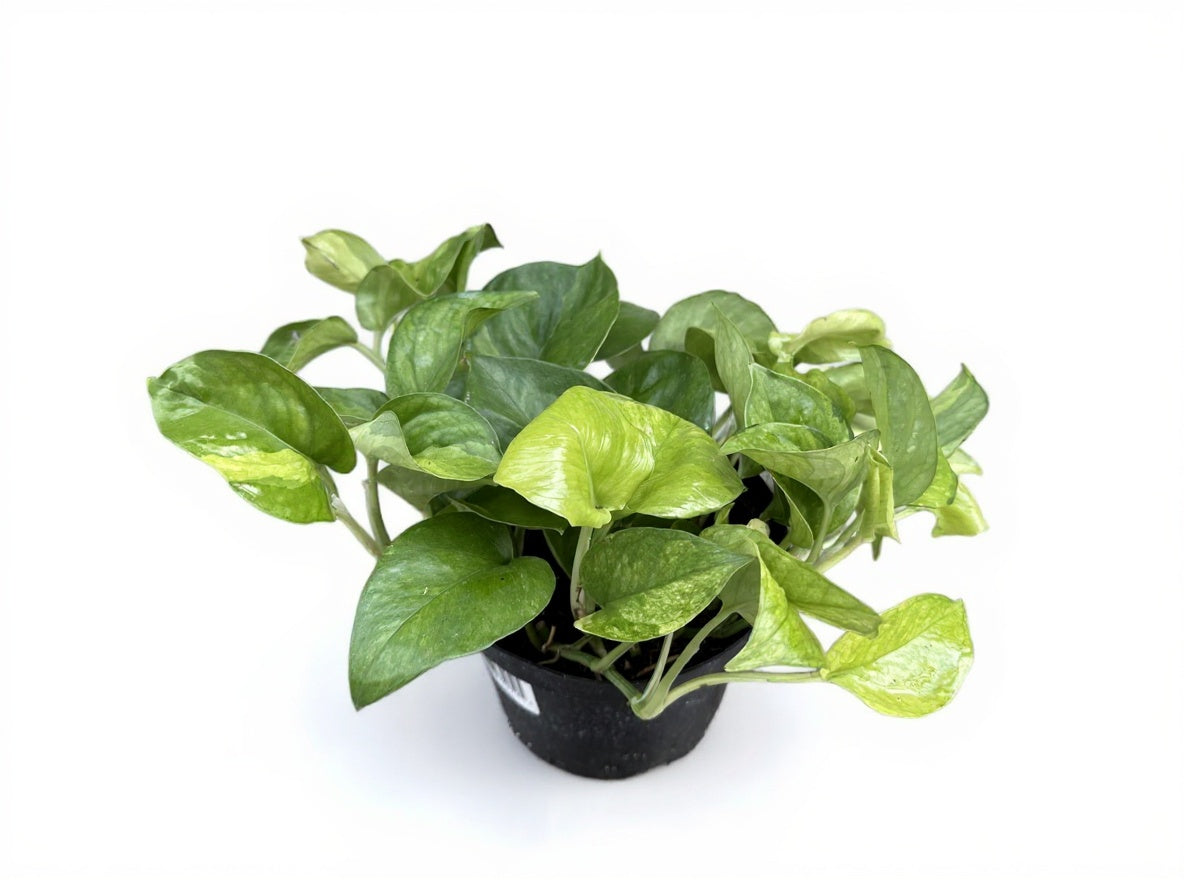 Epipremnum | Lemon Top