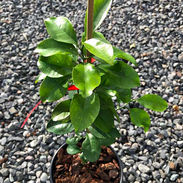 Citrus Tree | Sanbokan Grapefruit