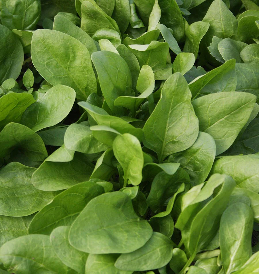 Seeds | Spinach Giant Winter Organic