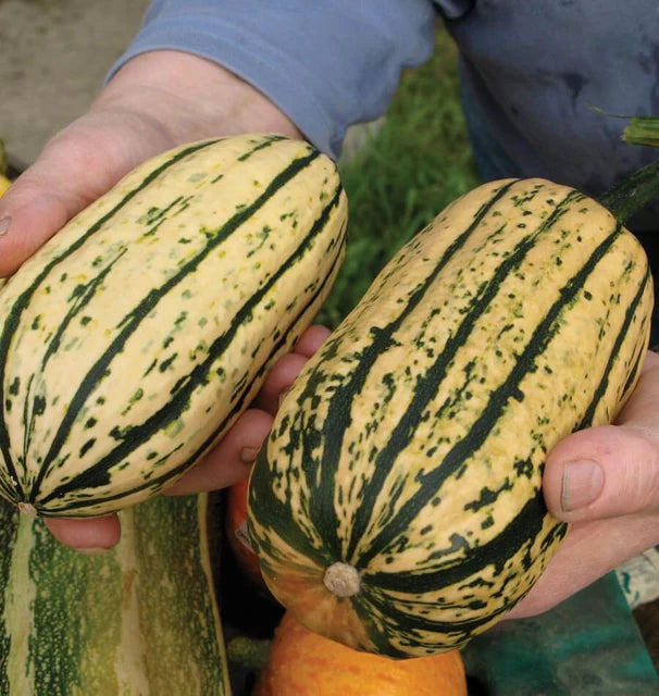 Seeds | Squash Delicata Bush