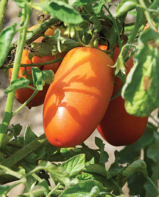 Seeds | Tomatoes San Marzano Lampadina 2 Certified Organic