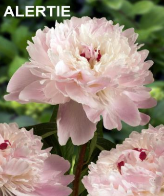 Peony Potted