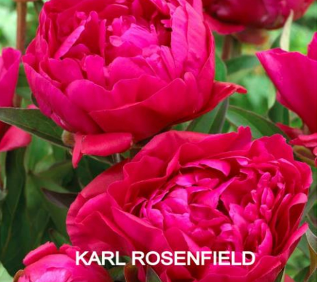 Peony Potted