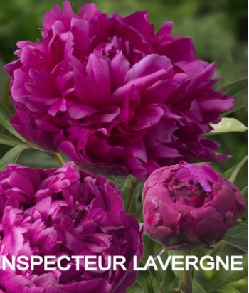 Peony Potted