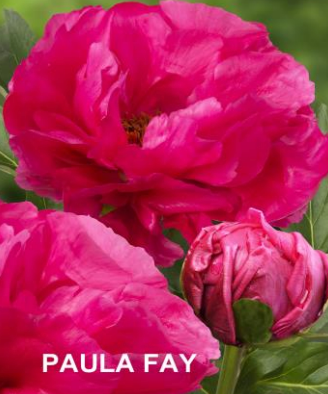 Peony Potted