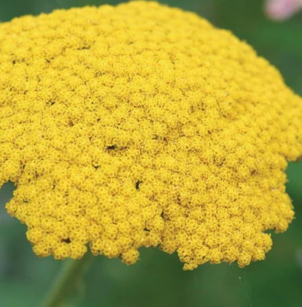 Seeds | Yarrow