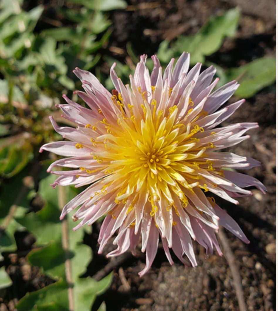 Seeds | Pink Dandelion