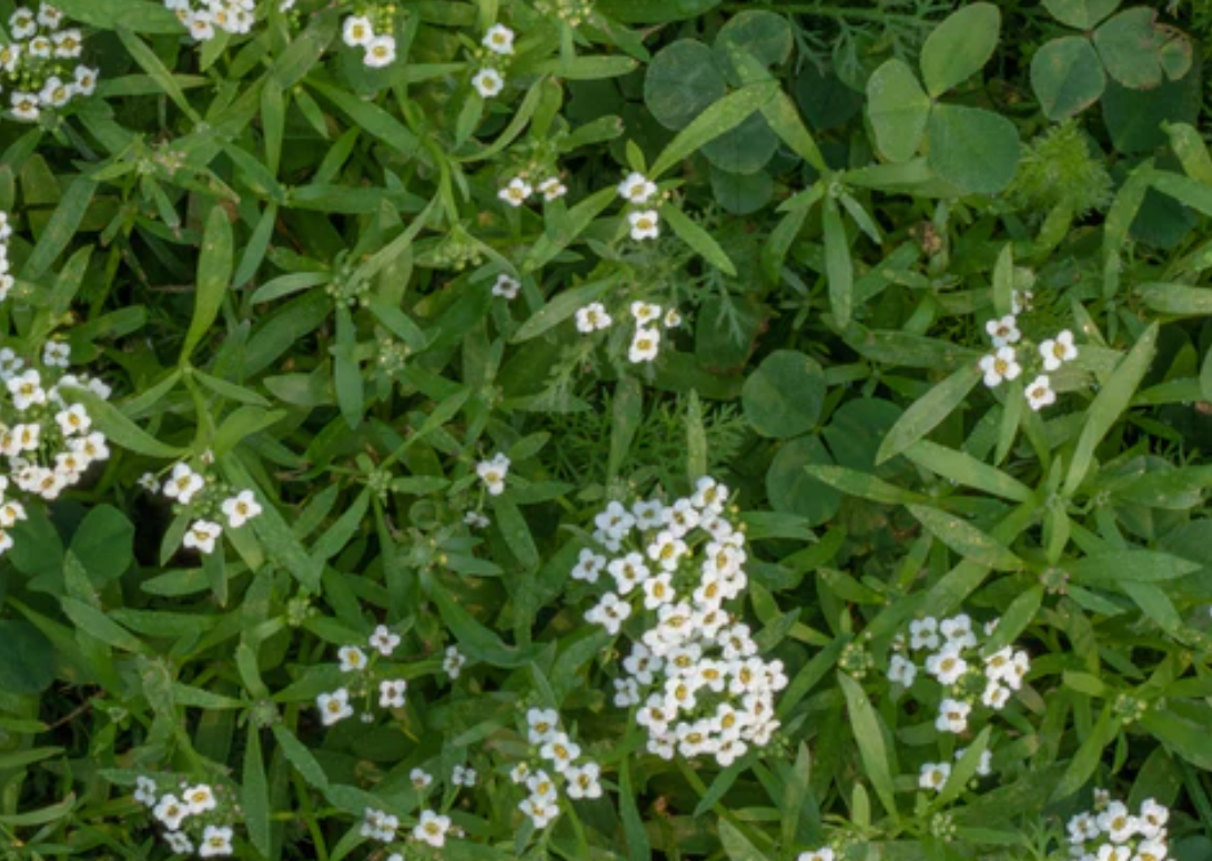 Bee turf (Raw) | Lawn Replacement