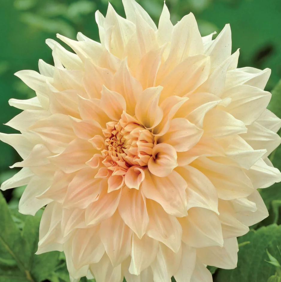 Dahlia Tubers | Cafe Au Lait Dinnerplate