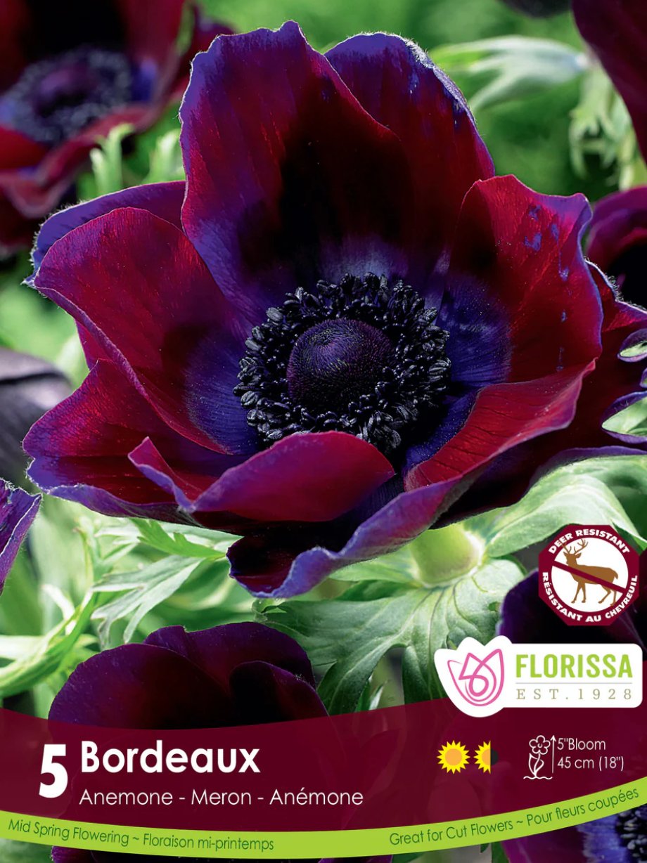 Anemone | Bordeaux 5pk