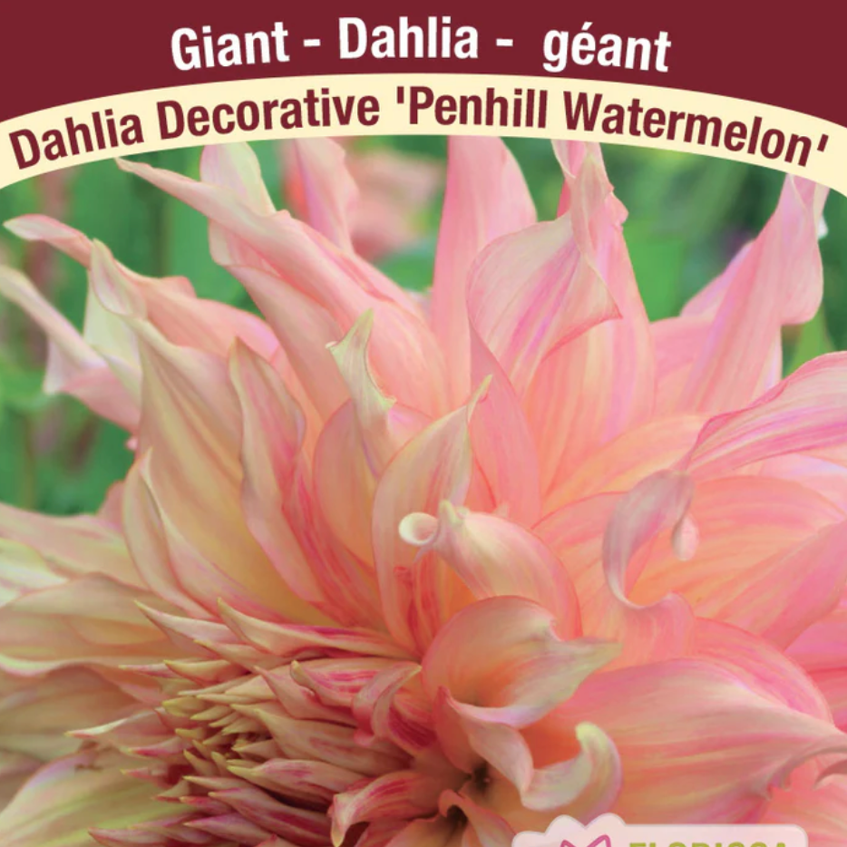 Dahlia Tubers | Penhill Watermelon Dinnerplate