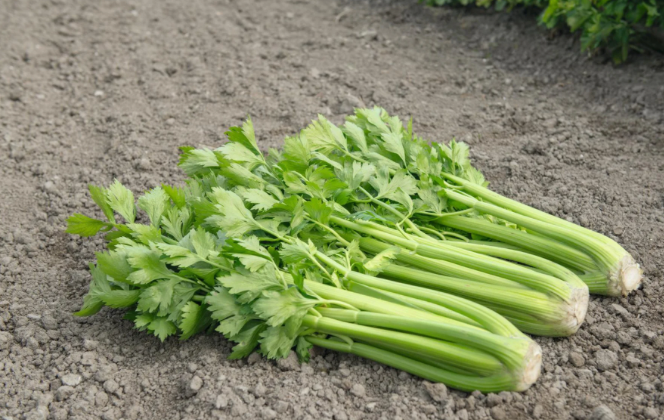 Celery Tango 606 | Garden Seedling