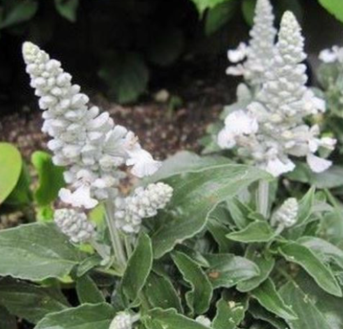 Salvia farinacea| Garden Seedling