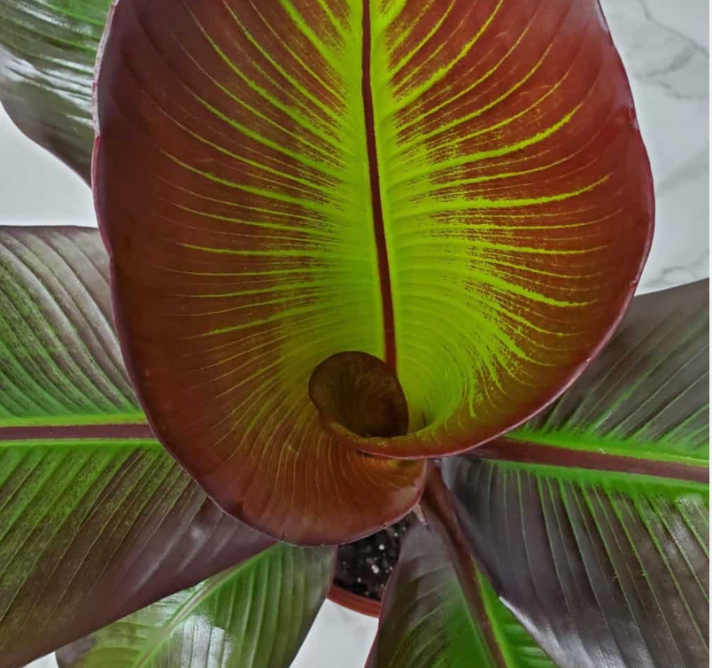 Red Banana 6" | Garden Seedling