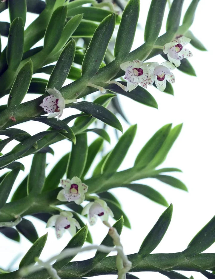 Orchids | Dichaea Ancoraelabia