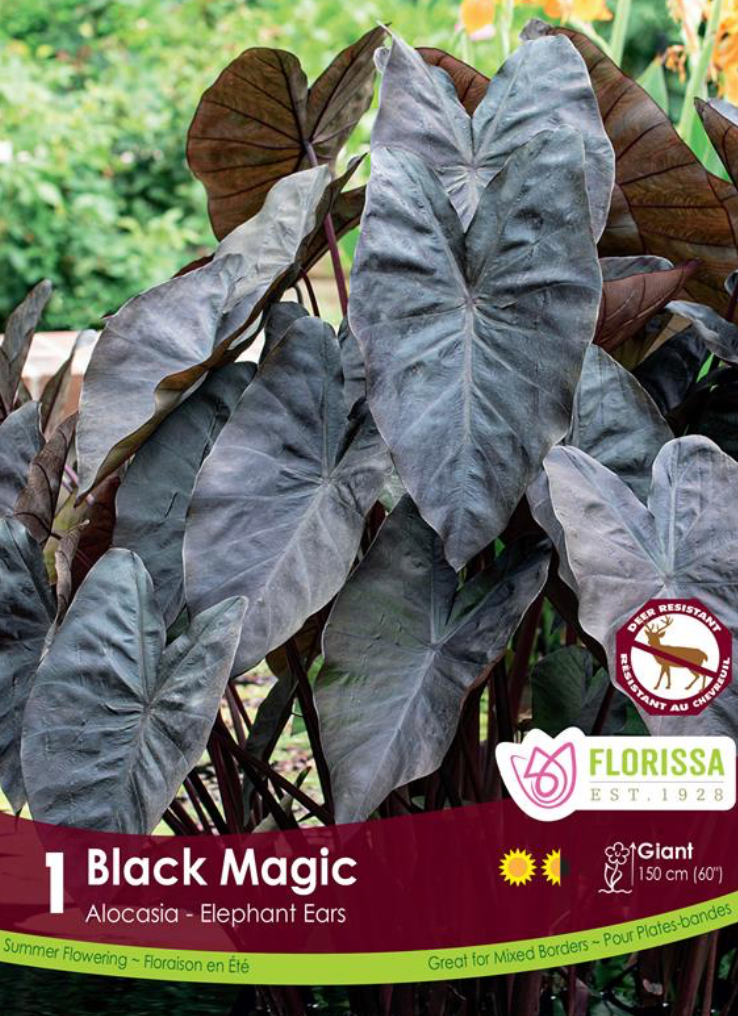 Black Magic Colocasia Corm