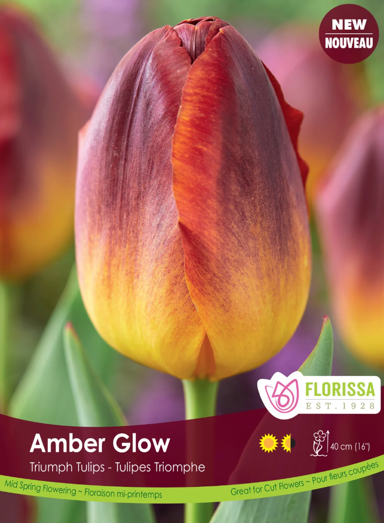 Tulip Bulbs | Amber Glow 6pk