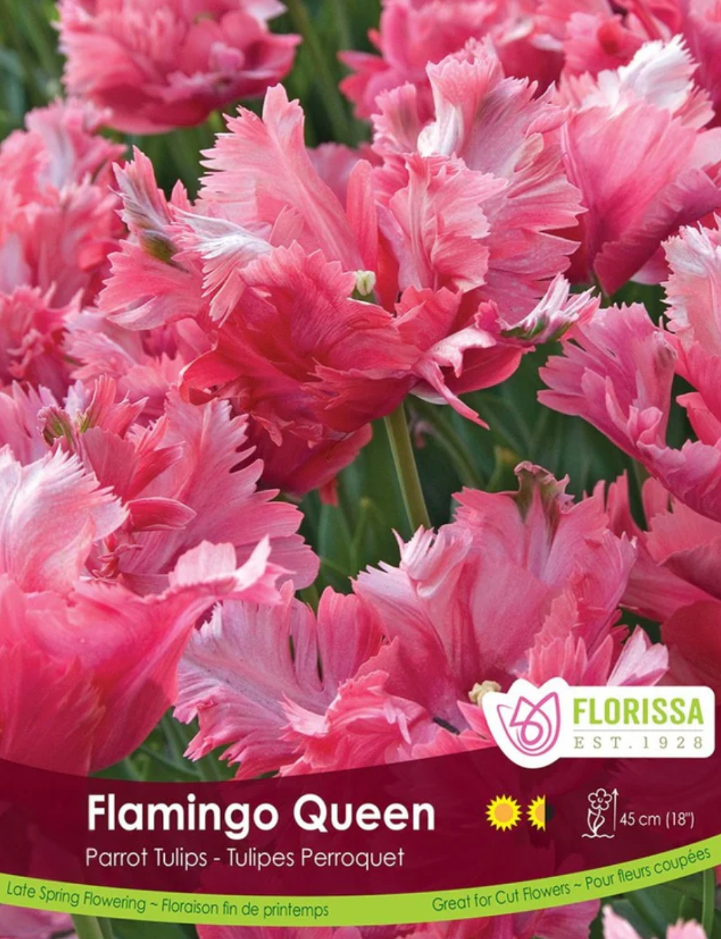 Tulip Bulbs | Flamingo Queen 6pk
