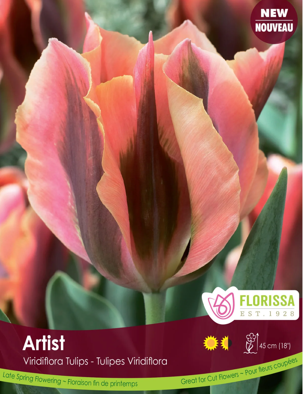 Tulip Bulbs | Artist 6pk