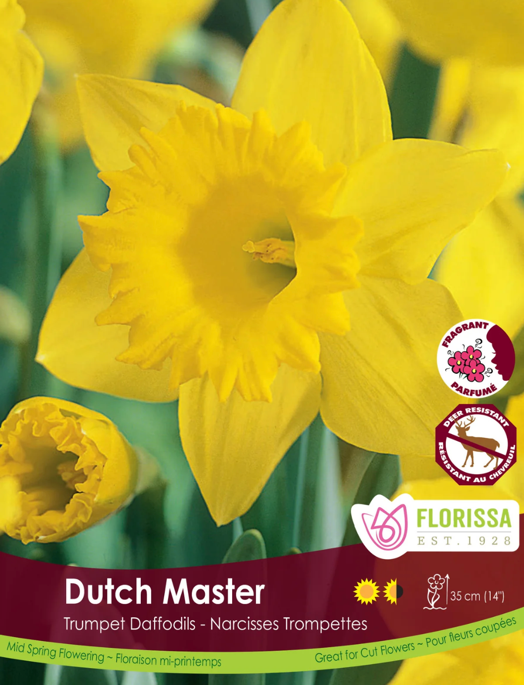 Narcissus | Dutch Master 5pk