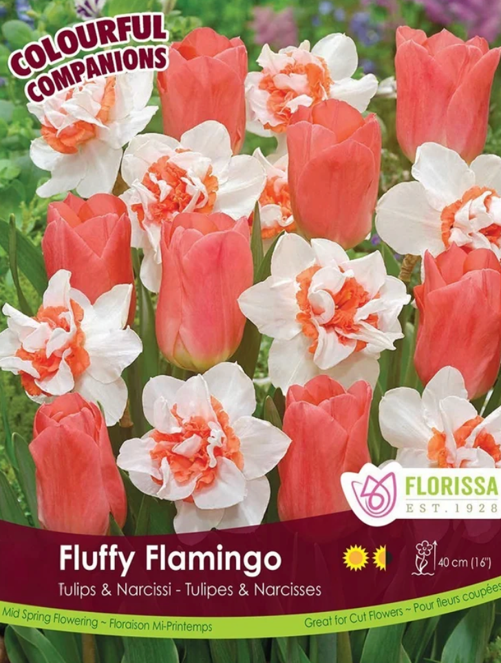 Narcissus + Tulips | Fluffy Flamingo 12pk