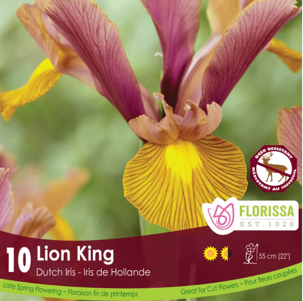 Iris | Dutch Lion King