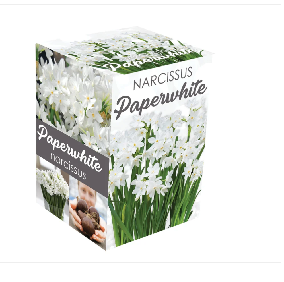 Narcissus | Paper Whites Gift Kit