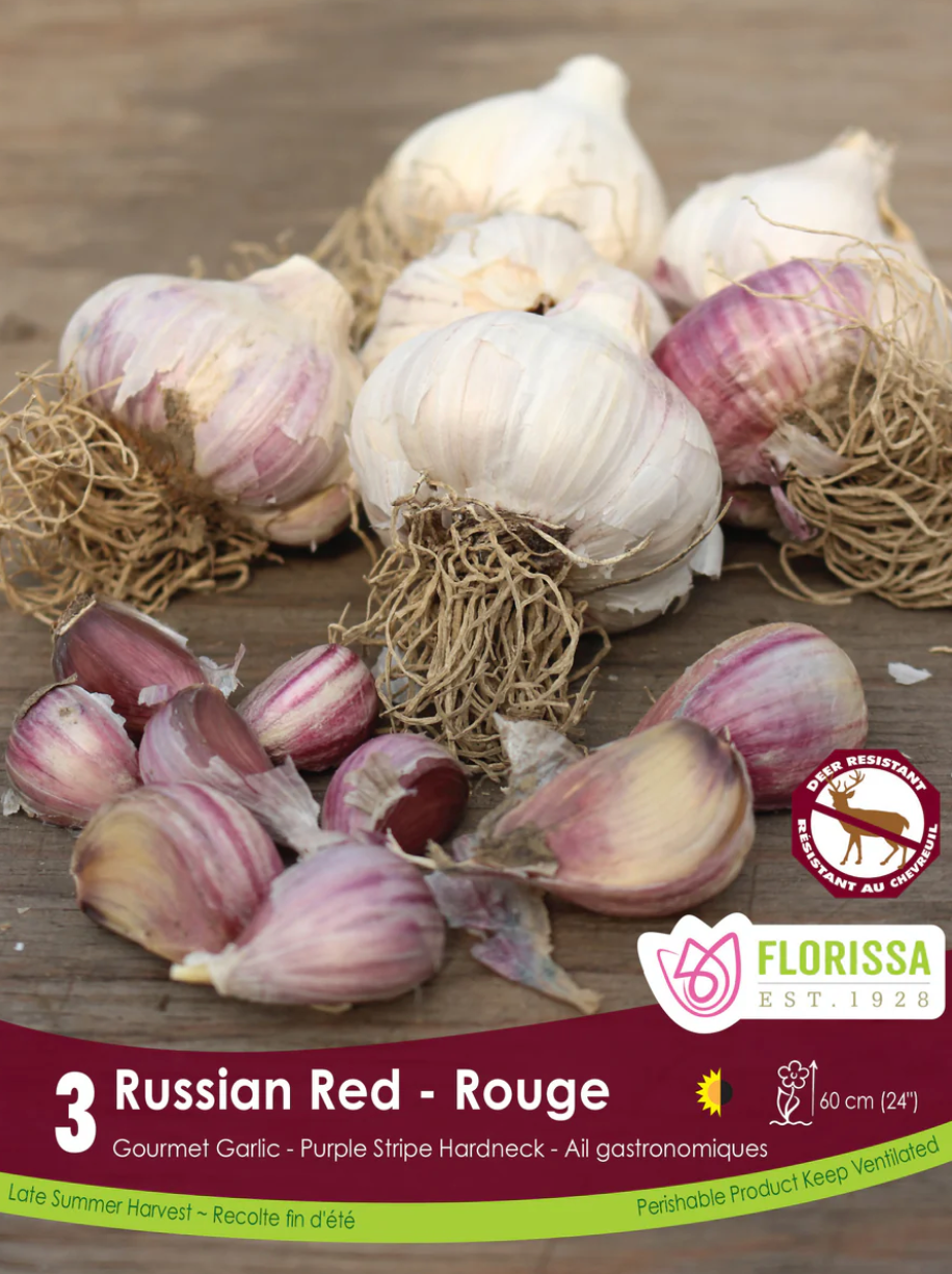 Garlic | Russian Red 3pk