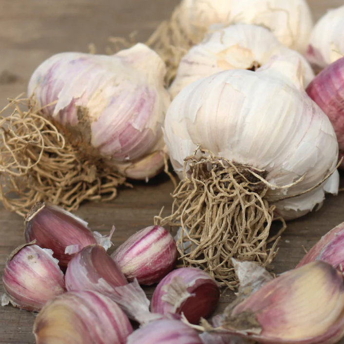 Garlic Botanist Farm| Russian Red 3pk
