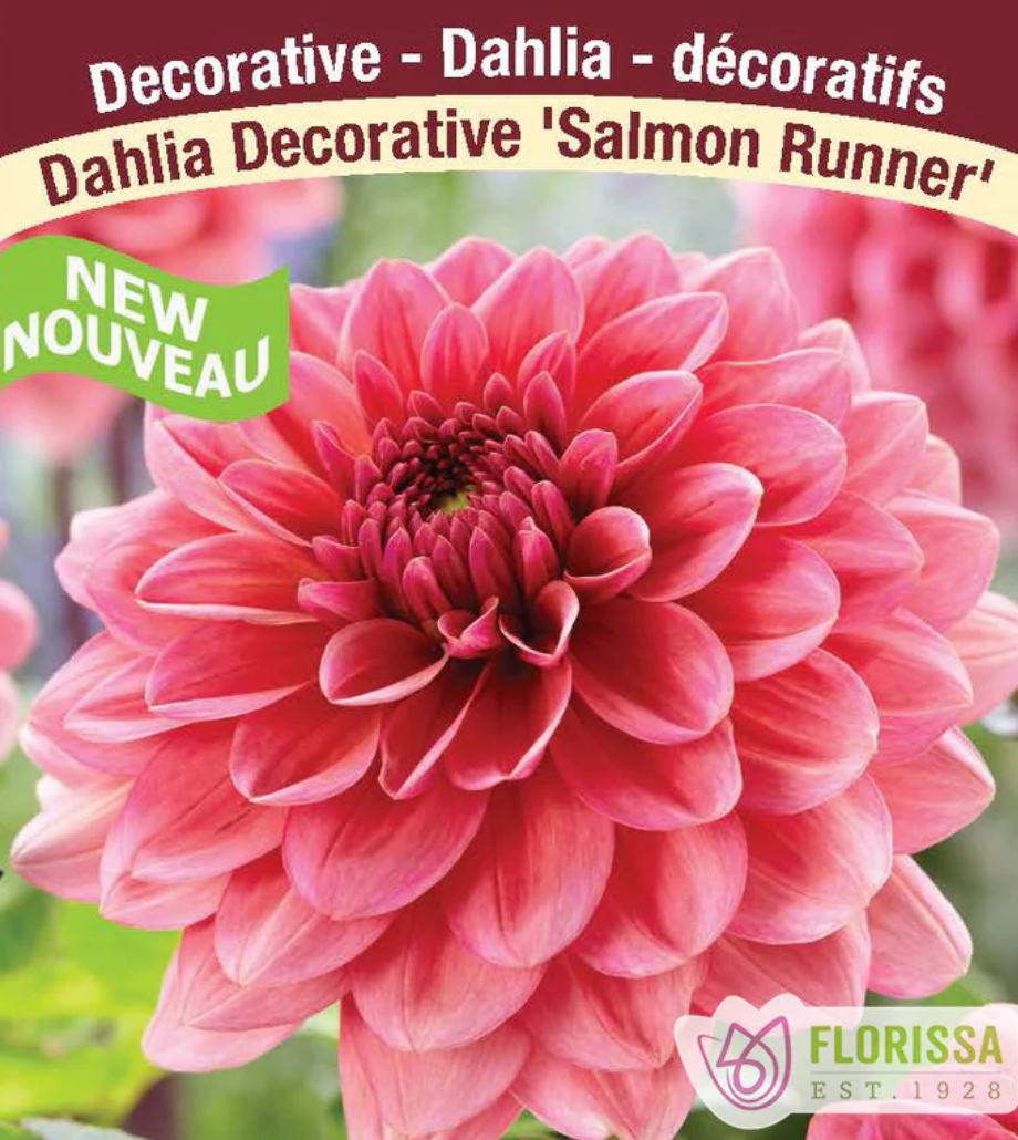 Dahlia Tubers | Salmon Runner Decorative