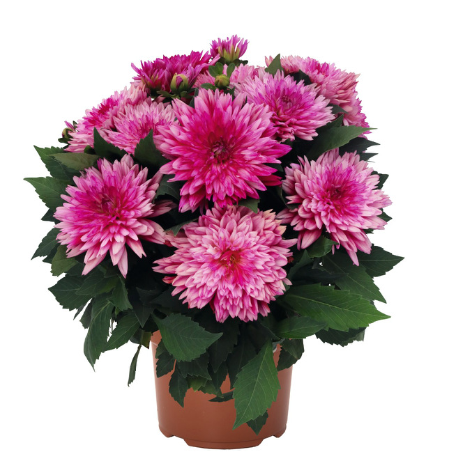 Dahlia | Garden Seedling