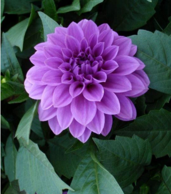 Dahlia | Garden Seedling