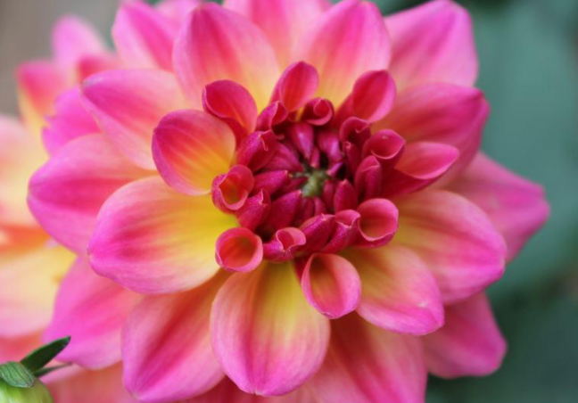 Dahlia | Garden Seedling