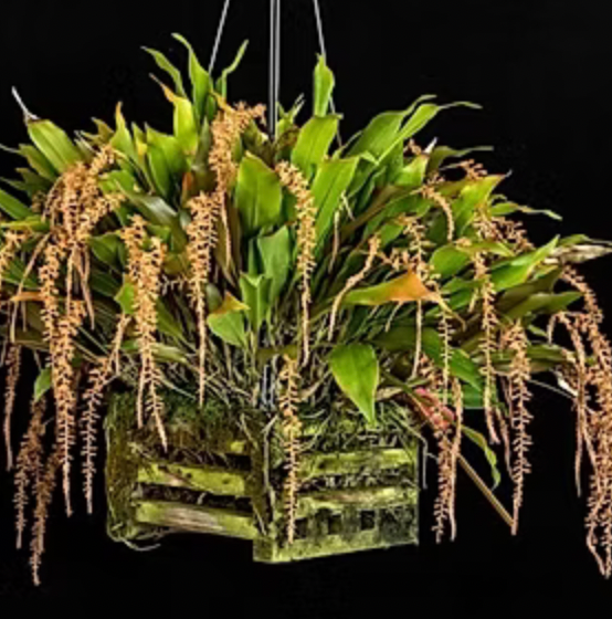 Orchids | Dendrobium Bicallosum 'Sunrise Mist'