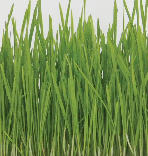 Sprouting Seeds | Wheatgrass