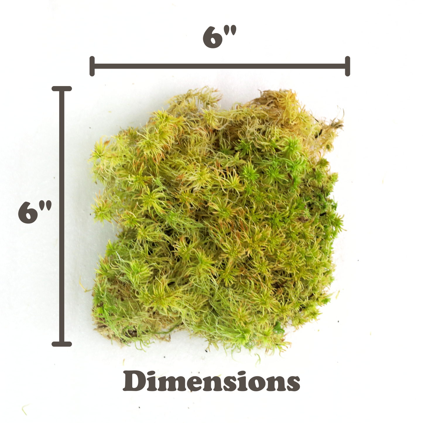 Mossify Sphagnum Moss Live