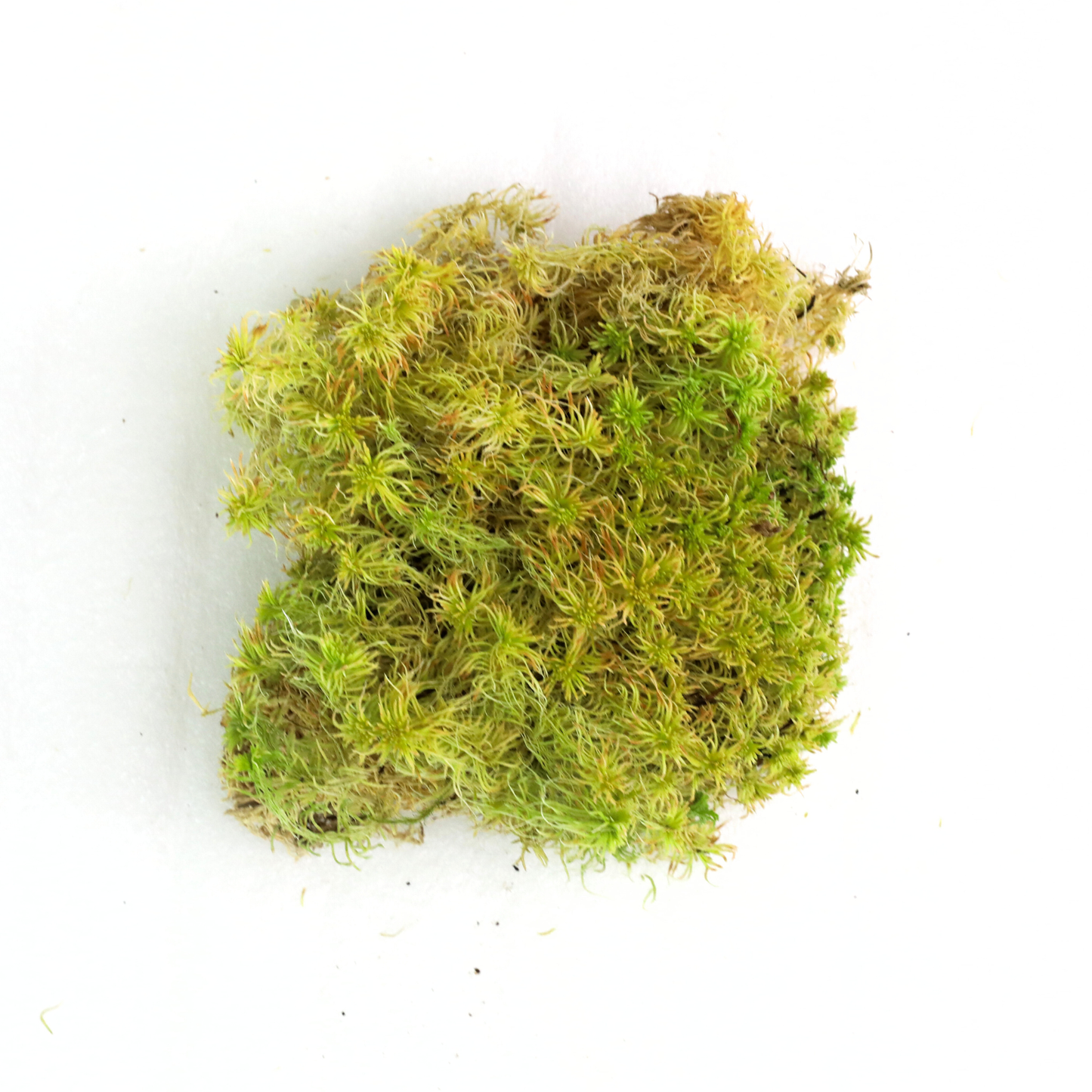 Mossify Sphagnum Moss Live